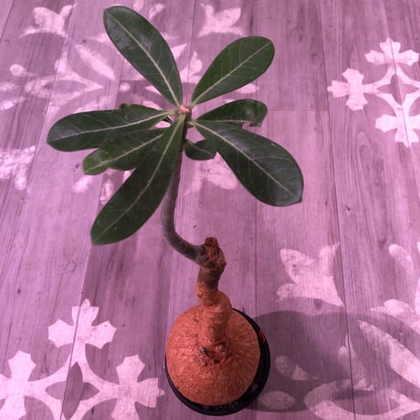 adenium   obesum《L  size》※現地球発根済株‼︎驚愕株‼︎これぞ‼︎正真正銘本物現地球オベスム‼︎ケニアフォーム‼︎※mad black bowl pot植え