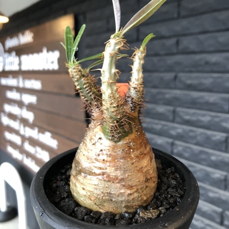 pachypodium gracilius《大きめS size》希少一部green&brown肌※現地球発根後店主国内管理2年株※ぼってり&特化したカラーが堪らない※mad black pot植え