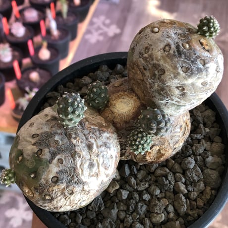 tephrocactus geometricus 《LL size》激希少‼︎※現地球株発根済※実生株＆カキ仔株でないと流通がほぼないため所持率も極めて低き渾身の一株※black bowl pot植え