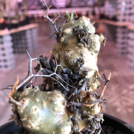 tylecodon    reticulatus《M  size》発根済み株‼︎
