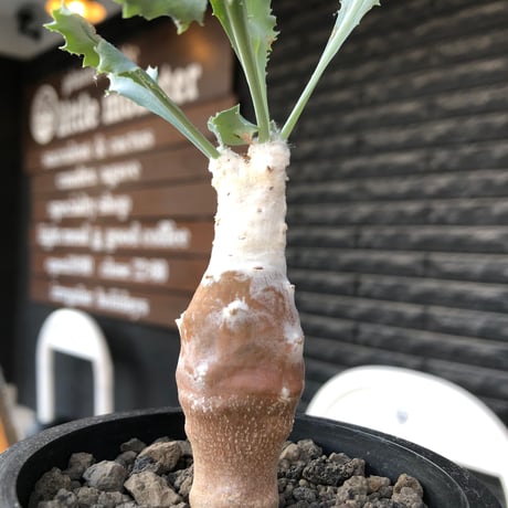 othonna cyclophylla《M size》※現地球株発根済※淡い冬型らしいカラーのギザギザ葉がかわいいシクロフィラ※black pot植え