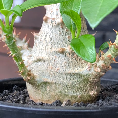 pachypodium windsorii《M size》※選抜littmon seed🌱※weight低き極めてぼってり株元&良枝振樹形※black pot植え