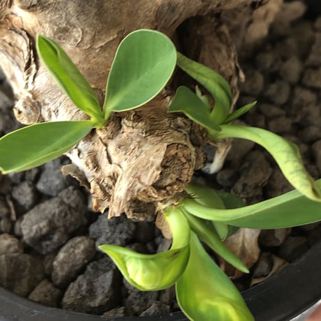 euphorbia itremensis 《M size》※現地球発根後店主国内管理3年株※可愛く枝振りも大変面白い良樹形株‼︎ 更に枝作りし変化も楽しめる一株※mad black pot植え