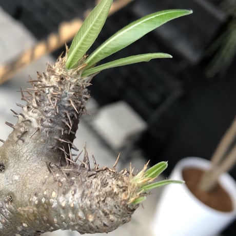 packypodium  inopinatum《M size》発根済み株‼︎  店主管理国内3年株
