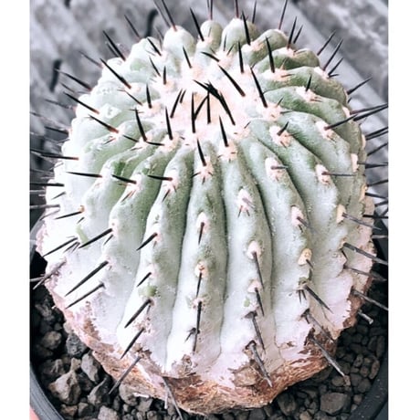 copiapoa黒王丸 | STORES copiapoa黒王丸 | STORES