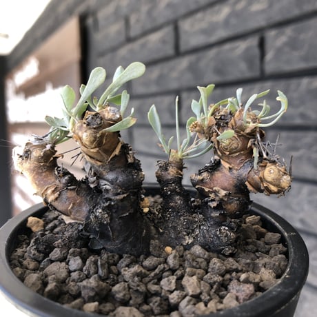 othonna  euphorbioides《M size》※現地球発根後店主国内管理3年株※枝幅も広くオイデスらしい両樹形な纏まり良き一株※mad black pot植え