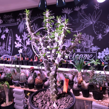 alluaudia   procera《M size》※現地球発根済株※店主国内管理2年株※現地球株は今後輸入出来ません。管理長き大変美しい装いの極美株‼︎※mad black pot植え