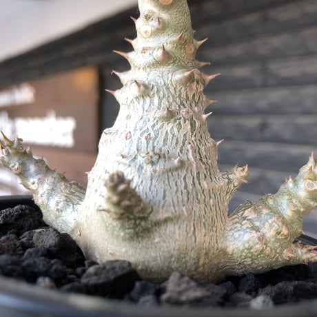 pachypodium windsorii《M size》※選抜littmon seed🌱※weight低き極ぼってり株元&枝振りも◎良樹形※mad black pot植え