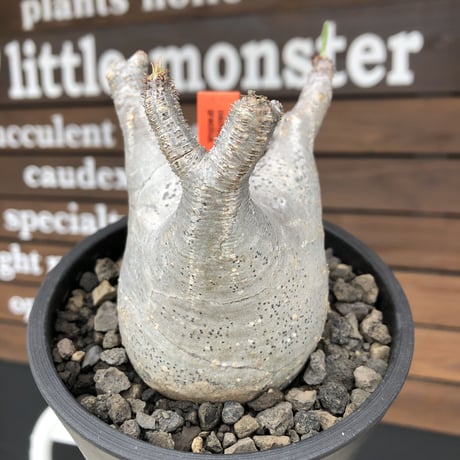 pachypodium  gracilius《M size》極美肌&短枝ぼってり樹形※現地球発根後店主国内管理3年株※美肌でとびきりぼってりな良樹形グラキ※mad black pot植え