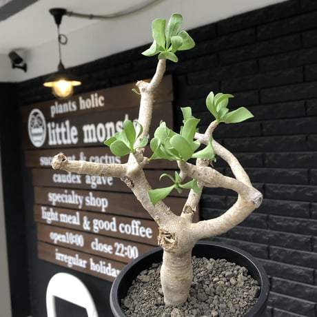 othonna furcata《M size》極白肌&極太幹株※現地球発根後店主国内管理3年株※極美白肌且つ小振りで丁度良きサイズ感※mad black pot植え