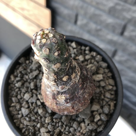 euphorbia  pachypodioides《大きめS size 》※現地球発根後店主国内管理3年株※ボコボコ肌まん丸球体樹形‼︎大変人気者な球体株※mad black bowl pot植え
