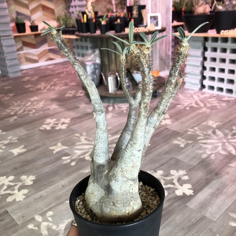 packypodium    gracilius《M size》発根済み株
