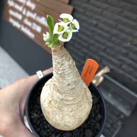 euphorbia    primulifolia  《花色  basic  white》