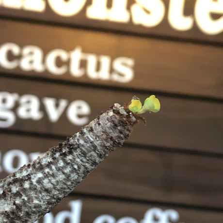 euphorbia  ramena《 XL size》※現地球発根後店主国内管理9年株※激希少驚愕bigラメナ‼︎クロスした枝振り＆ぼってり株元最高樹形※mad black bowl pot植え