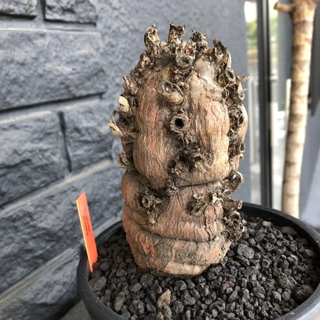 euphorbia   mlanjeana《M size》驚愕株‼️激希少‼︎‼️ ※mad black pot植え  ⚠️店舗用在庫ございます。お問い合わせ下さい。