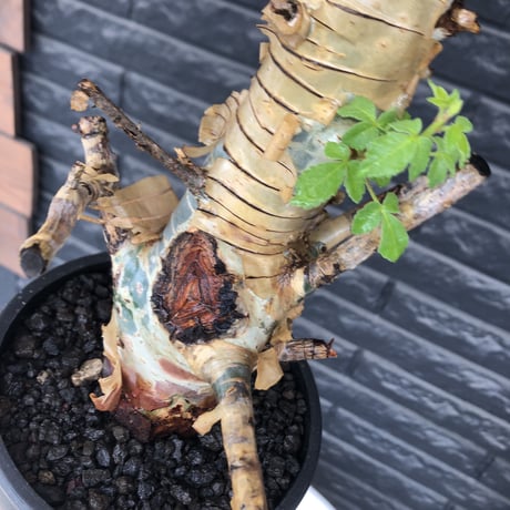 commiphora  holtziana《L size》※現地球発根後店主国内管理2年株※良き佇まいに味深表皮が堪らない※mad black bowl pot植え