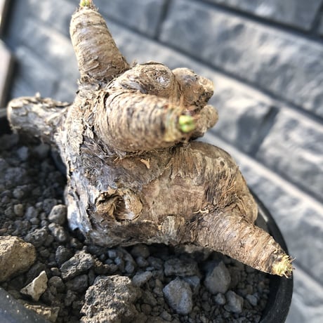 euphorbia  itremensis 《L size》※現地球発根後店主国内管理5年株※極太塊根を持ちweight低く大変将来有望な良樹形※mad black bowl pot植え