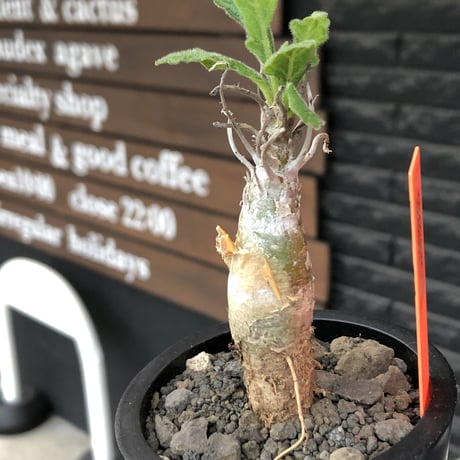 sesamothamnus rivae《小さめM size》※現地球株発根済※小振り現地球株は逆に珍しくその中でも株元太めの味深さも強く表皮のメクれが堪らない※mad black pot植え