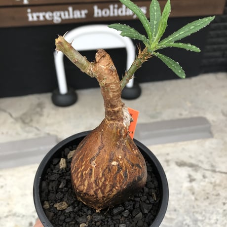pachypodium succulentum 《M size》※現地球株発根済※サキュレンタムらしからぬ濃いめの肌に整った丸み強き良樹形が堪らない‼︎※mad black pot植え