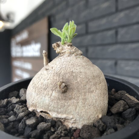 pentagonanthus grandiflorus ssp.glabrescens《M size 》※現地球発根後店主国内管理2年株※激希少種‼︎可愛すぎる装い※mad black pot植え