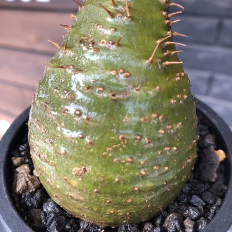 packypodium  gracilius《小さめM size》希少極green肌※現地球発根済株※店主国内管理3年株※怖い程極green肌＆腹面現地焼けのエグい一株※mad black pot植え