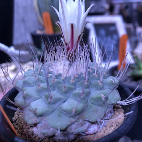 stronbo cactus  菊水（M size）