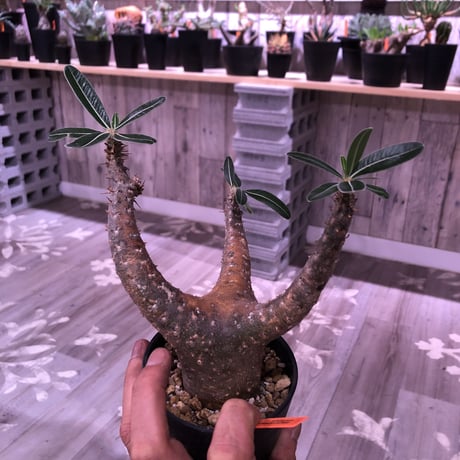 packypodium    cactipes《M size》発根済み株‼︎男前vintage -gold