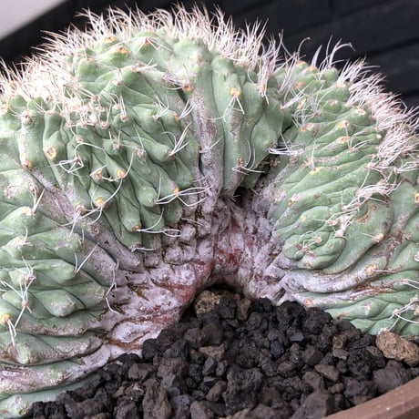 strombocactus 白棘菊水綴化群生《XL size》驚愕激希少‼️現地球発根後店主国内管理17年株※力強く美しい渾身のcollection株※brown marble bowl pot植え