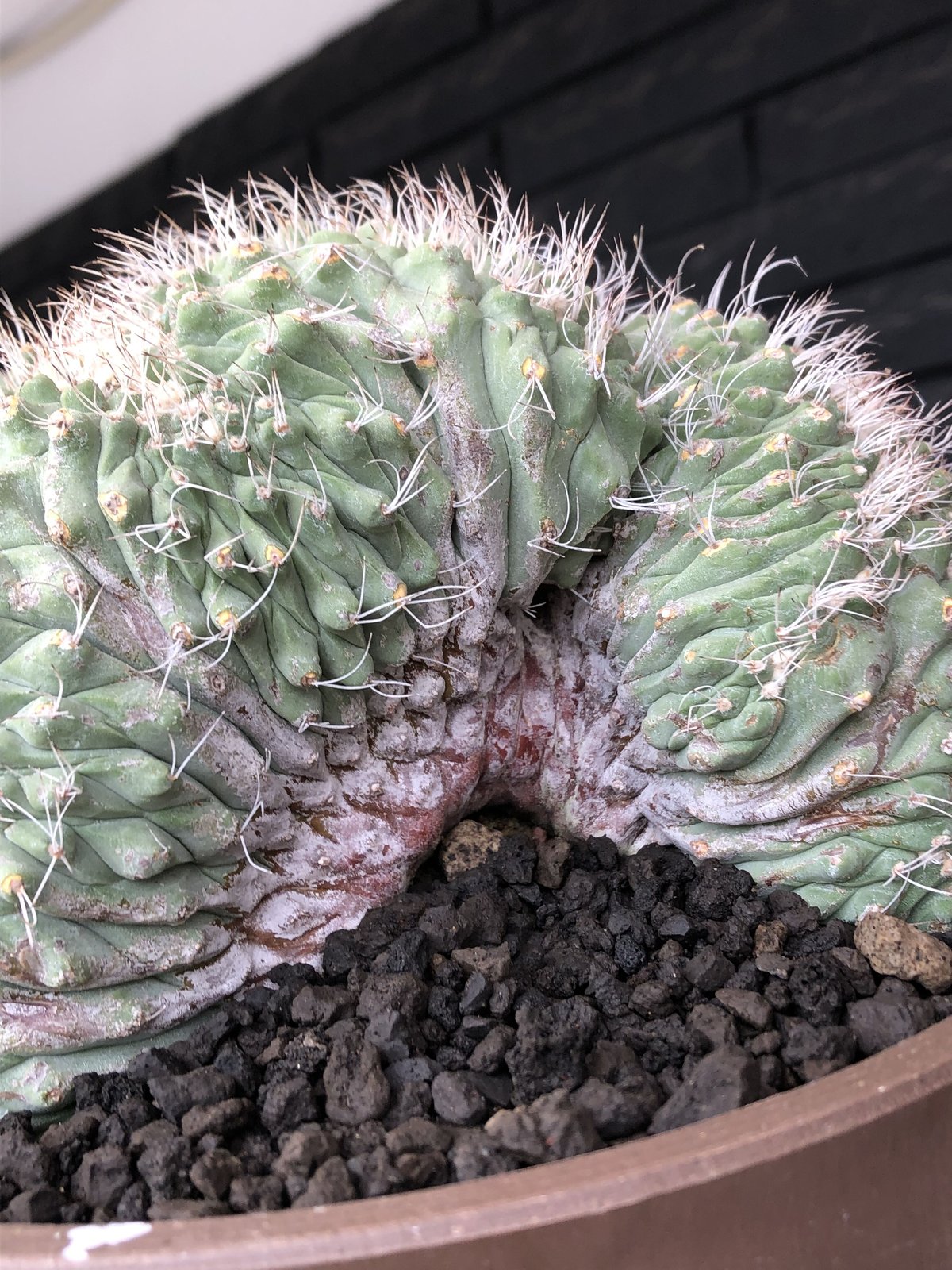 strombocactus 白棘菊水綴化群生《XL size》驚愕激希少‼️現地球発根後店主国...