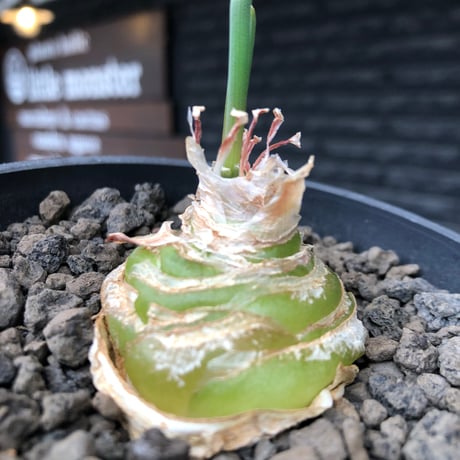 albuca spiralis cv.frizzle sizzle《L size》※littmon seed株※より強くカールが出る良きサイズなフリズルシズル‼︎※black bowl pot植え