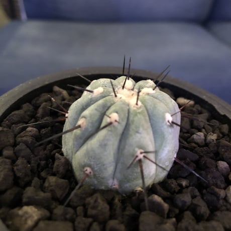 copiapoa   cinerea  黒王丸《S size》現地球株カキ仔自根株‼︎※mad black pot植え