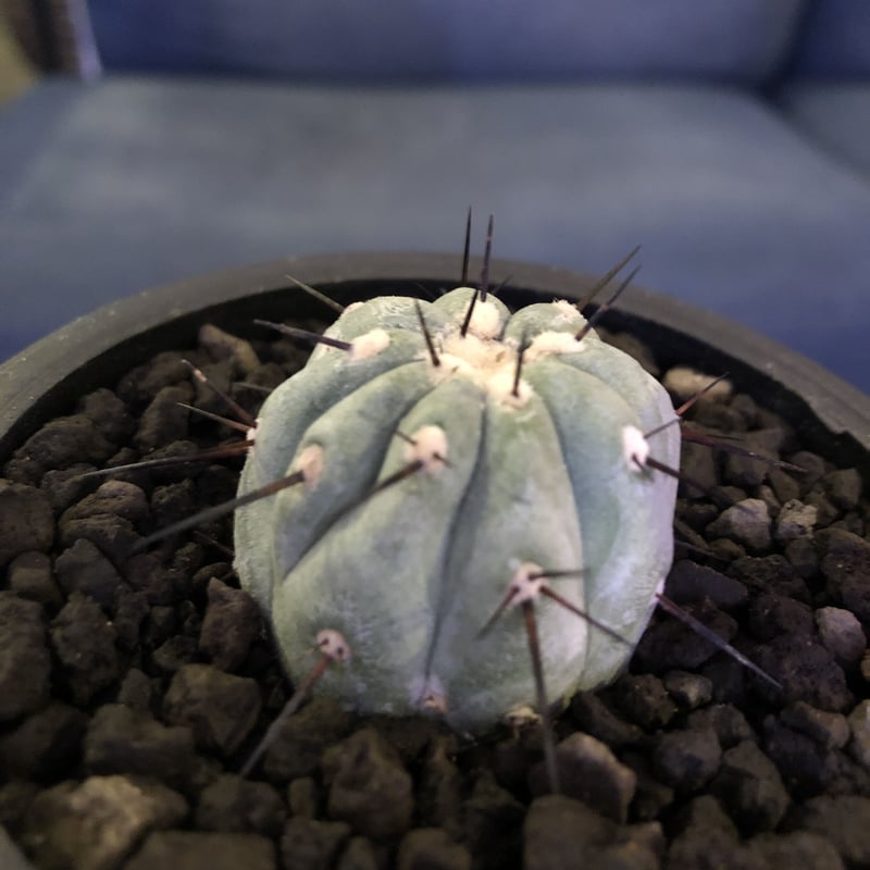copiapoa cinerea 黒王丸《S size》現地球株カキ仔自根株‼︎※mad