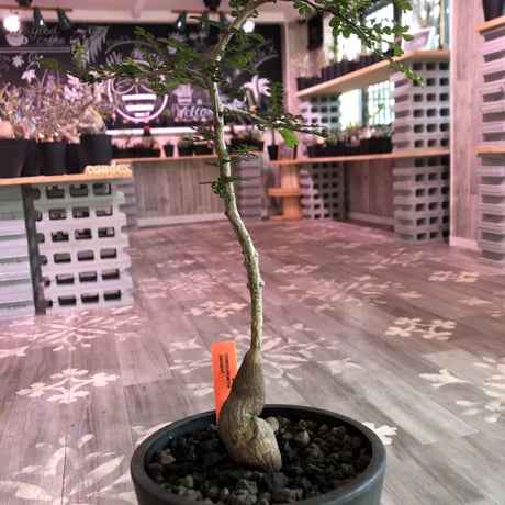 opercullicarya   decaryi《littmon seed 🌱4年株》mad black pot植え