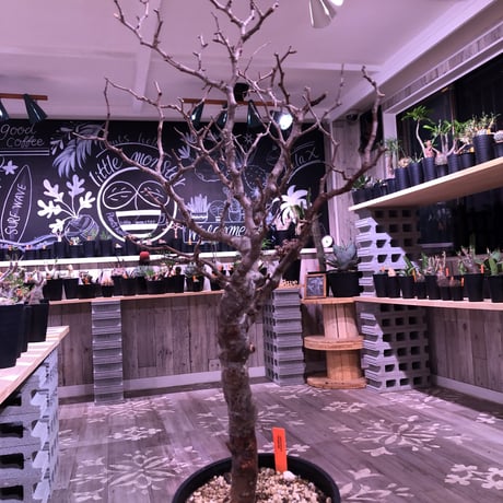 commiphora   monstrosa《 L  L size》未発根株