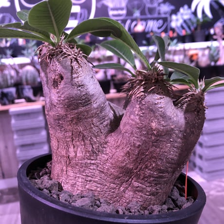 packypodium   roslatum var. eburneum（M size）※現地球発根済株※店主国内管理5年株※大変綺麗に纏まった美株エブレ※mad black pot植え