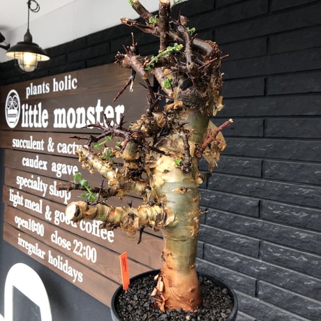 commiphora eminii《LL size》※現地球発根後店主国内管理6年株※極太幹を持つ激wildな出立ちが堪らない‼︎※mad black tall pot植え
