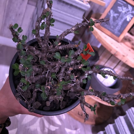 sarcocaulon  vanderietiae《M size》※現地球発根済‼︎※サルコカウロン希少夏型※店主国内管理３年株‼︎※大変wildな枝振り‼︎※mad  black  pot植え