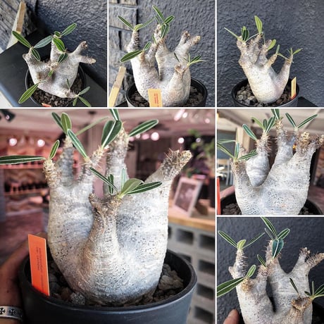 packypodium  roslatum var.cactipes《M  size》