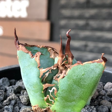 agave titanota  白鯨陽炎type《S size》※現地球株発根済 ③※唸り良き鋸歯に幅広肉厚タイプ※black pot植え
