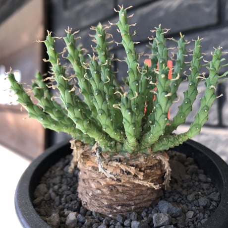 euphorbia gorgonis《M size》※現地球発根後店主国内管理3年株※人気🐙タコもの‼︎美多肉質葉&木質wild塊根の二面性が魅力※mad  black  pot植え