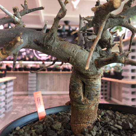 boswellia  neglecta《M size》発根済み株    浅鉢植え　大変渋さを主張したlow仕立て‼︎