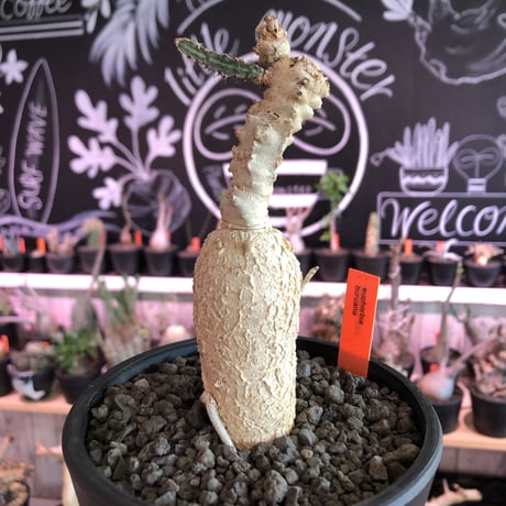 euphorbia buruana《M size》※塊根ユーフォルビアの中で最も希少性高きユーフォルビアの上、大変wildな太く棘棘しい多肉質の葉を展開するブルアナ※mad black pot植え