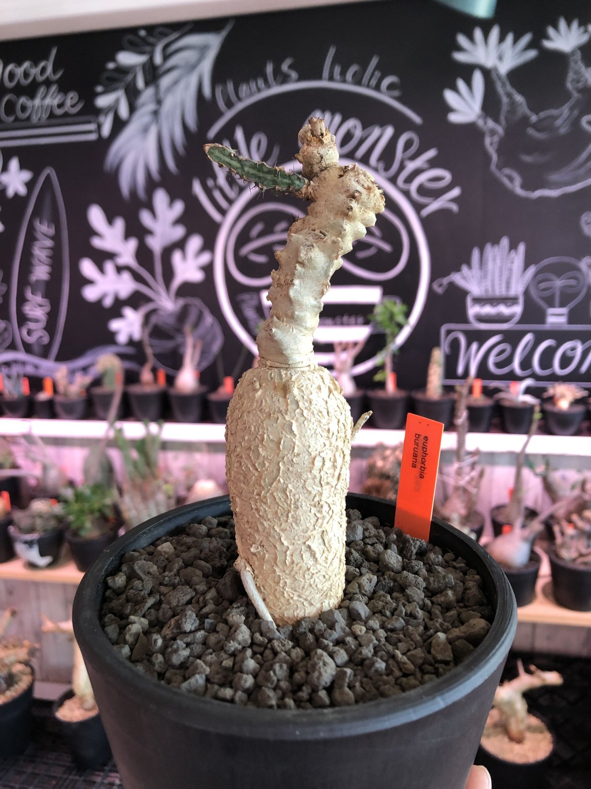 euphorbia buruana《M size》※塊根ユーフォルビアの中で最も希少