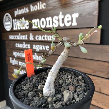 othonna clavifolia《M size》激希少※現地球発根済株※個体が激減し輸入厳しいぷっくり多肉質の葉を展開する冬型の人気者‼︎オススメ株※mad black pot植え