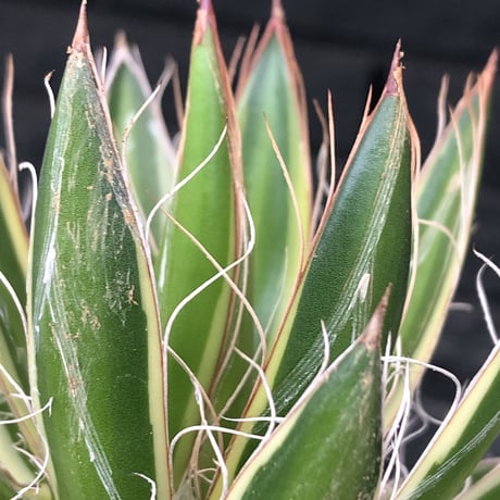 agave filifera ssp.schidigera班入り《大きめM size》※現地球発根後店主国内管理2年株※ボリューム感&美しさ&締まり良き一株※mad black bowl pot植え