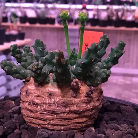 euphorbia gorgonis《M size》※人気🐙タコものユーフォルビア‼︎塊根部分の綺麗な多肉質の葉と綺麗な木質化が魅力‼︎※mad  black bowl pot植え