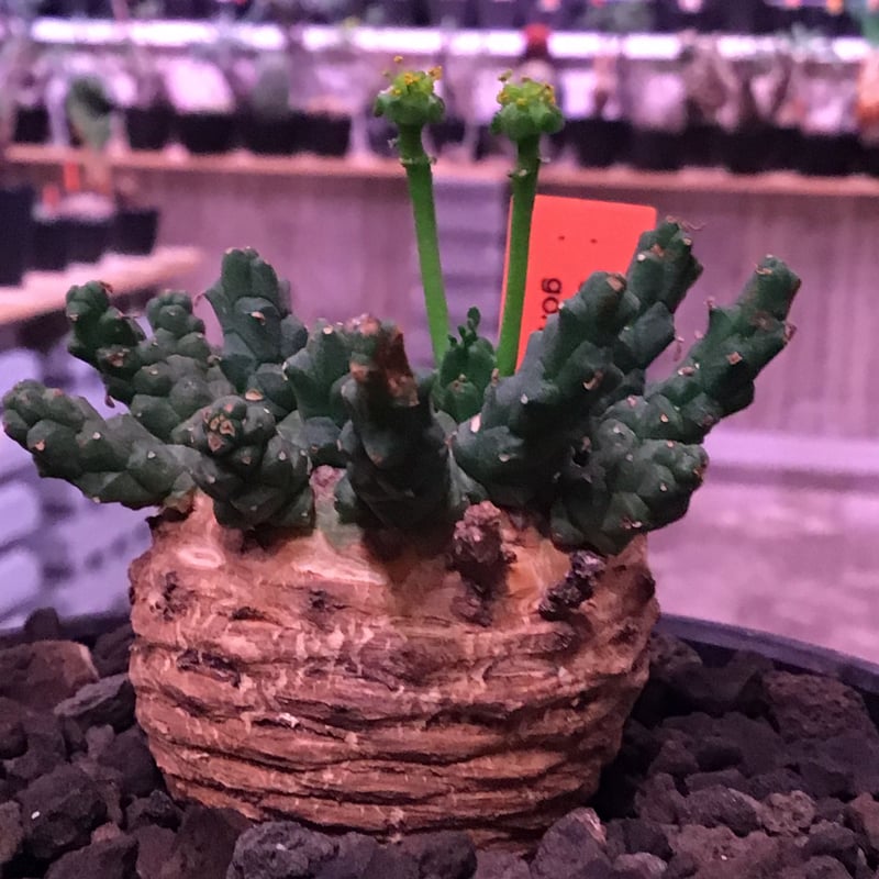 euphorbia gorgonis《M size》※人気🐙タコものユーフォルビア