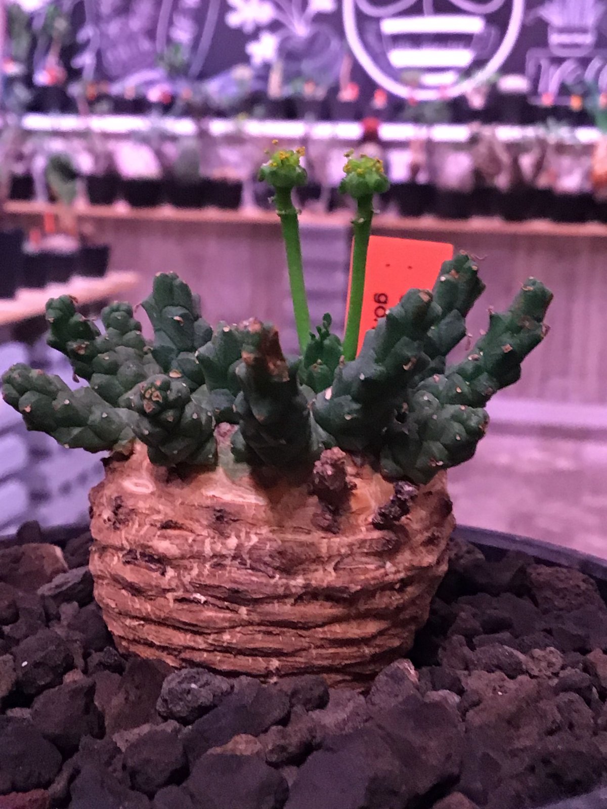 euphorbia gorgonis《M size》※人気🐙タコものユーフォルビア‼︎塊根部分の綺麗な多肉質の葉と綺麗な木質化が魅力‼︎※mad  black bowl pot植え