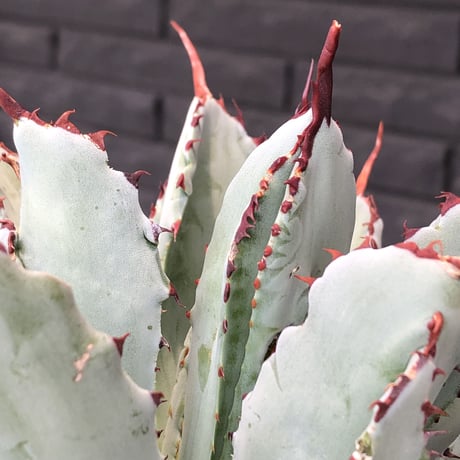 agave   cubic《L size》※発根済株※店主国内管理3年株※背中の割れが特徴な大変葉も引き締った極美大株‼︎balanceも良きカッコいい一株※浅鉢植え