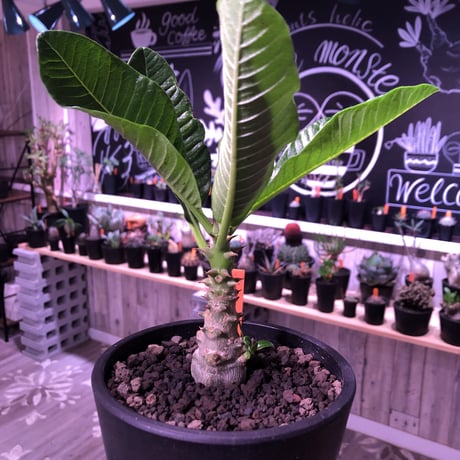 packypodium  windsorii《S size》現地実生２年株  発根済み株